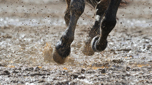 🐎 Beneficios de los suplementos para caballos: salud, rendimiento y bienestar equino