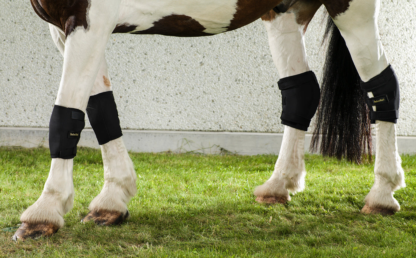 Back on Track Horse Knee Pad (Unit)