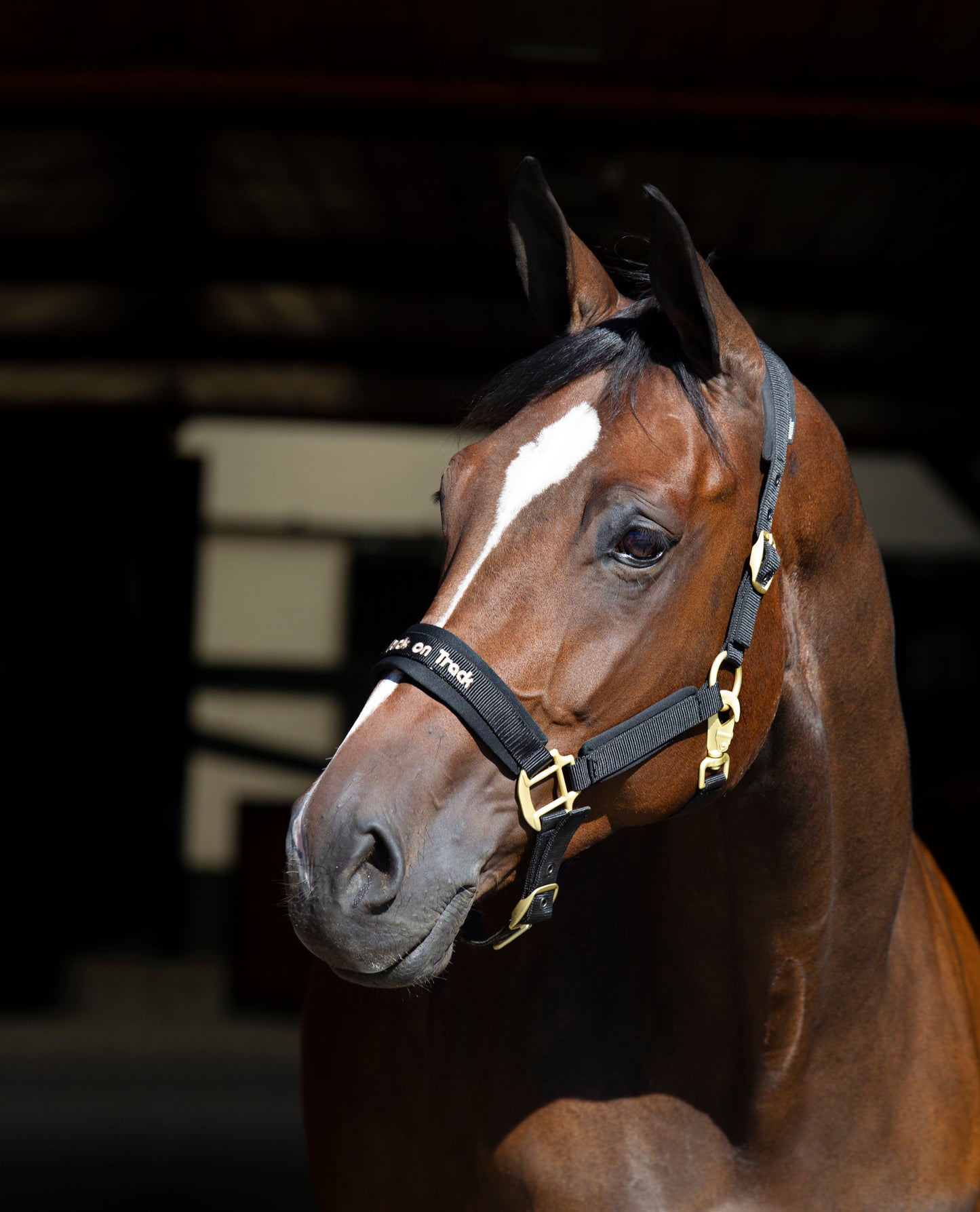 Werano Back on Track Headstall