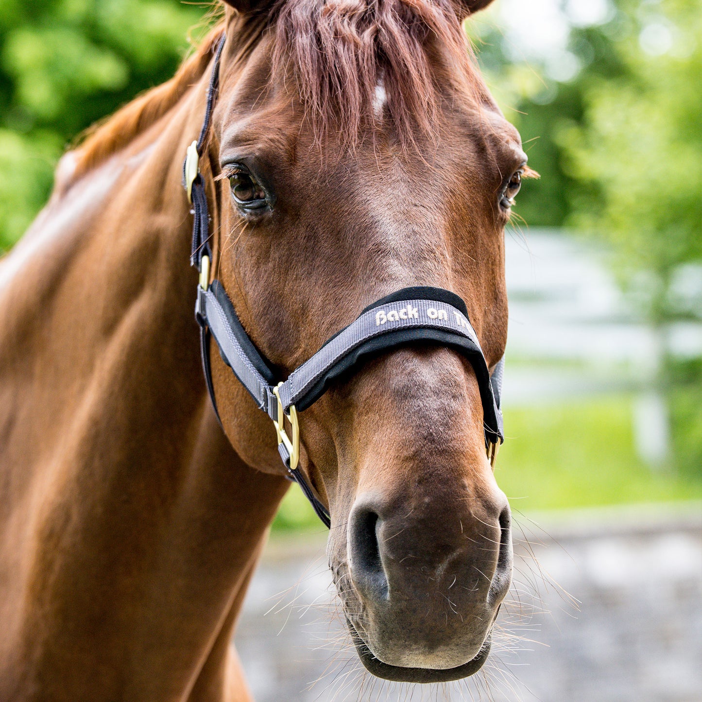 Werano Back on Track Headstall