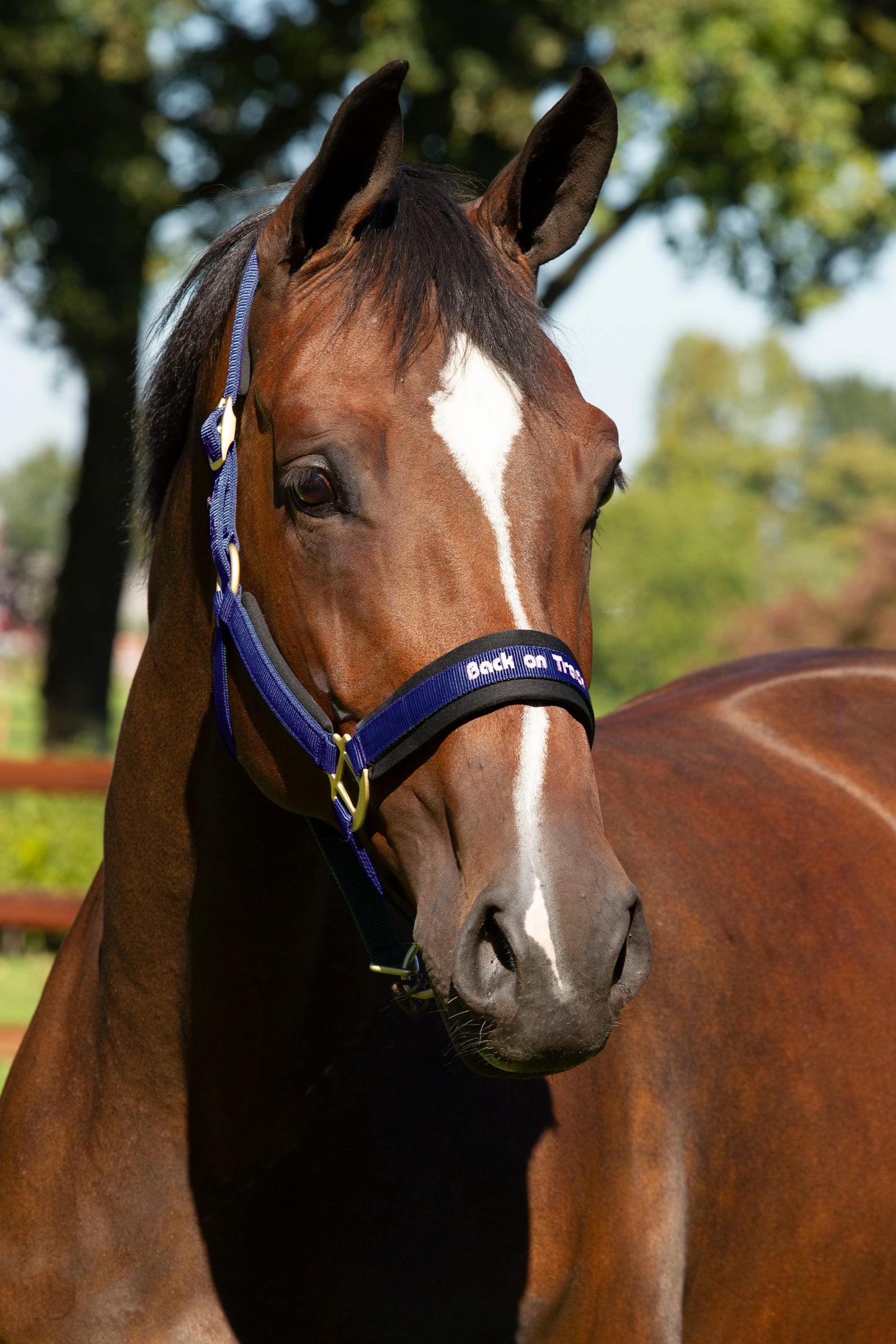 Werano Back on Track Headstall