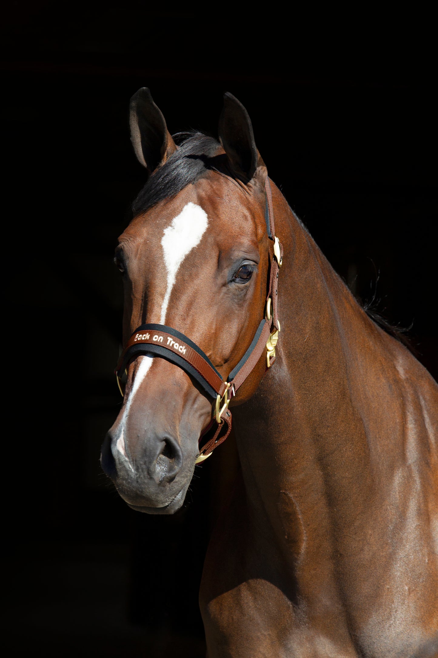 Werano Back on Track Headstall