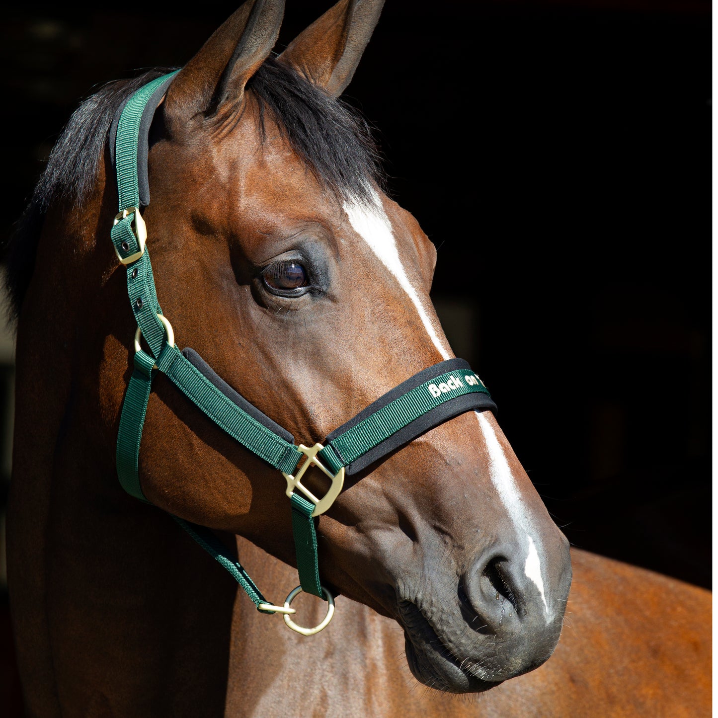 Werano Back on Track Headstall