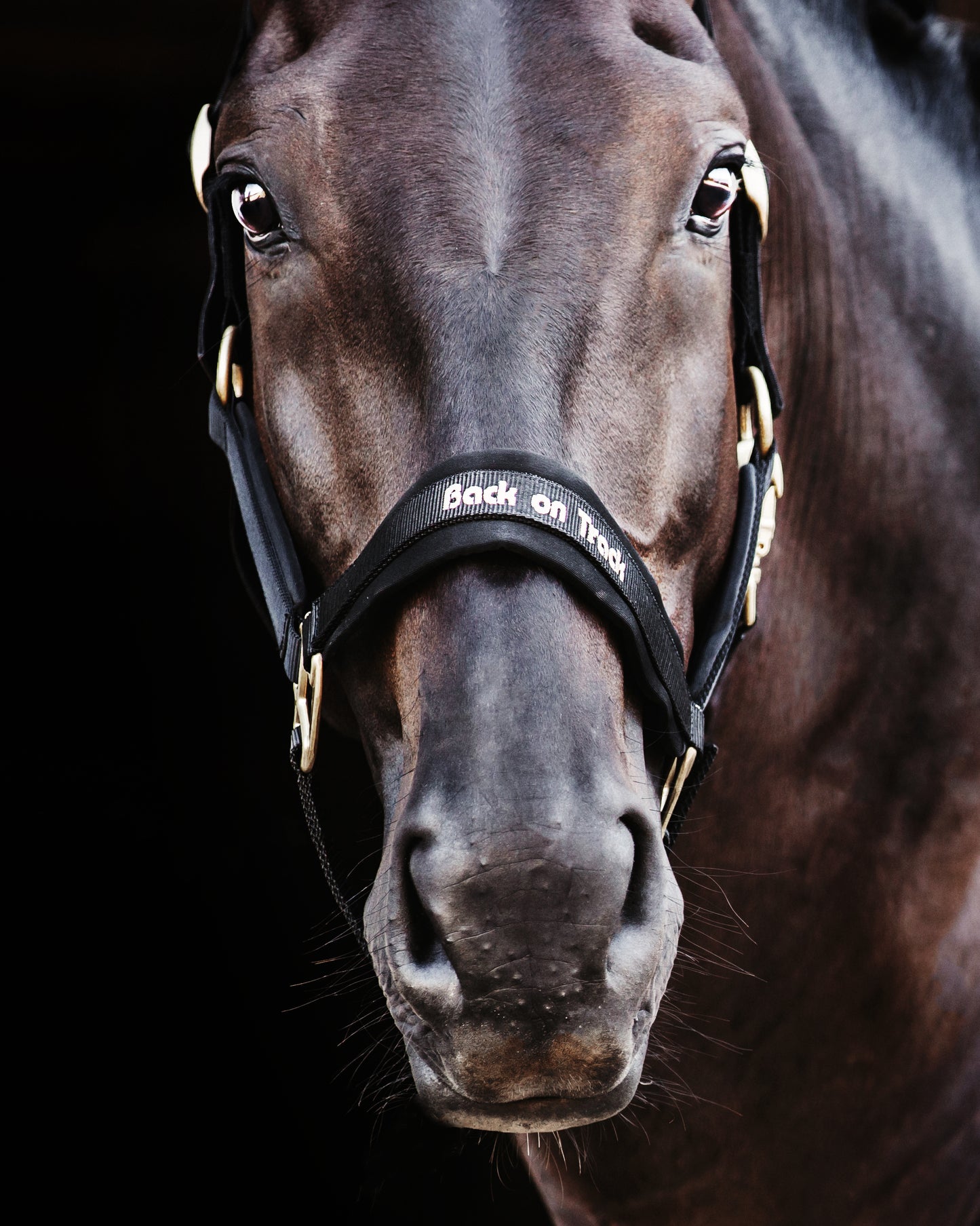 Werano Back on Track Headstall