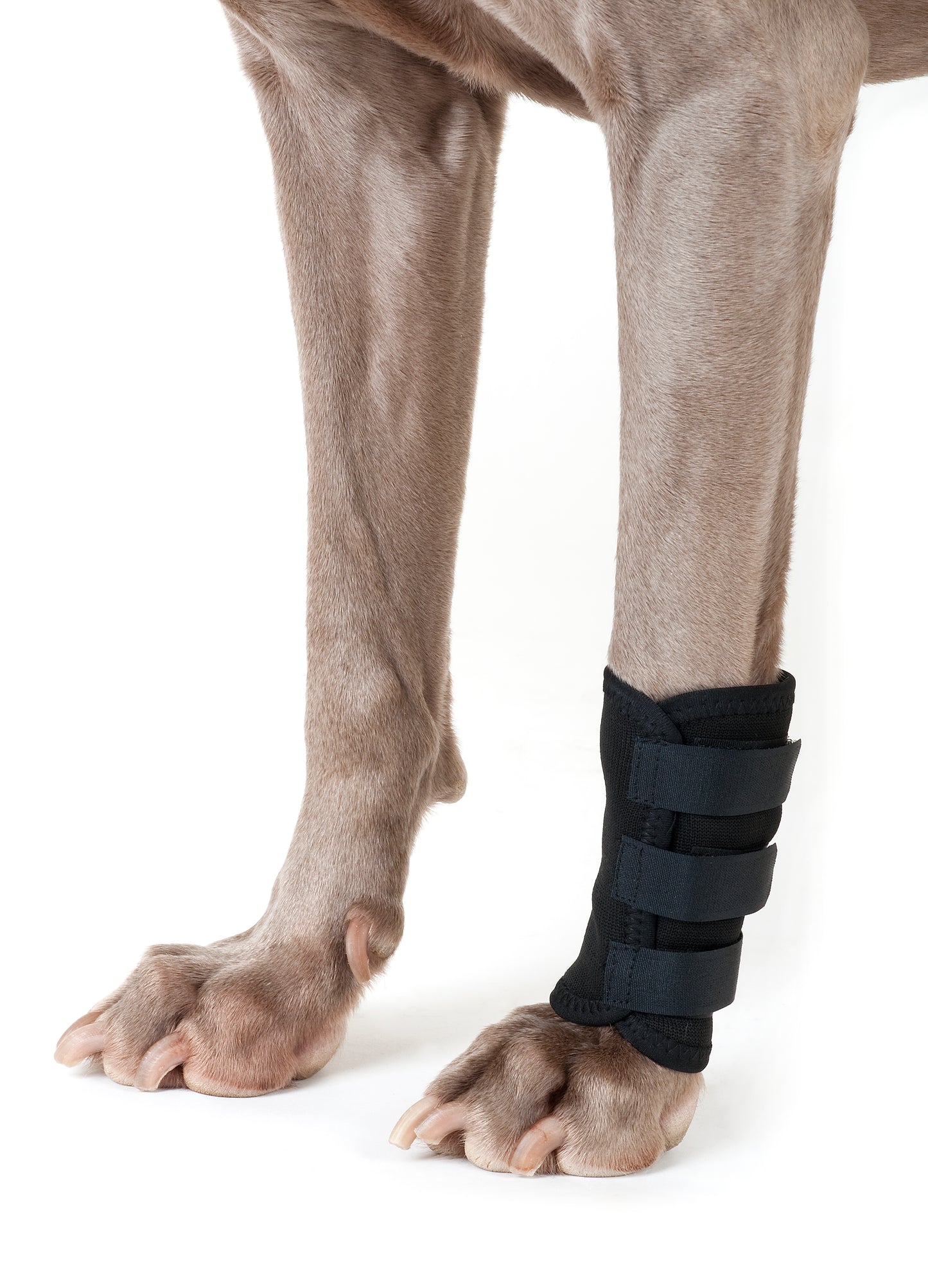 Back on Track Carpus Protector