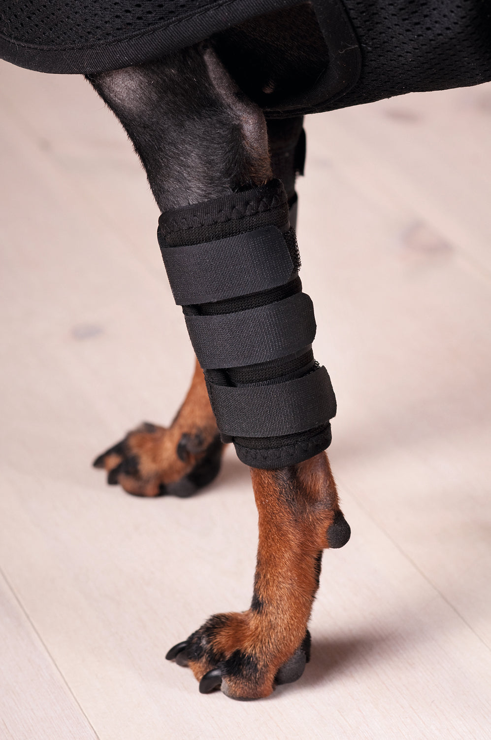 Back on Track Carpus Protector