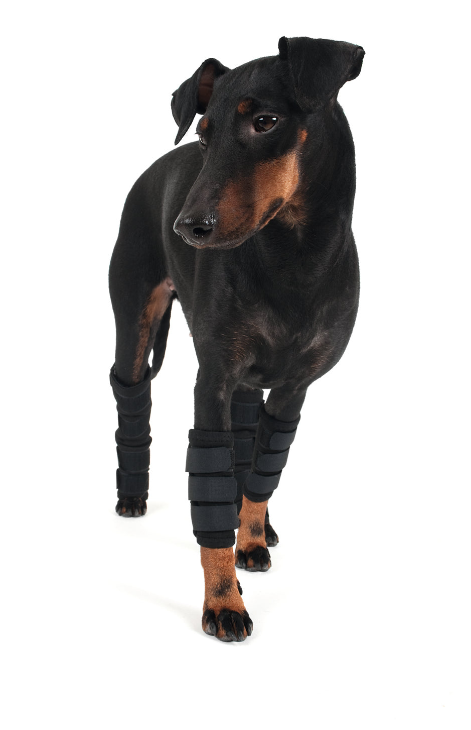 Back on Track Carpus Protector
