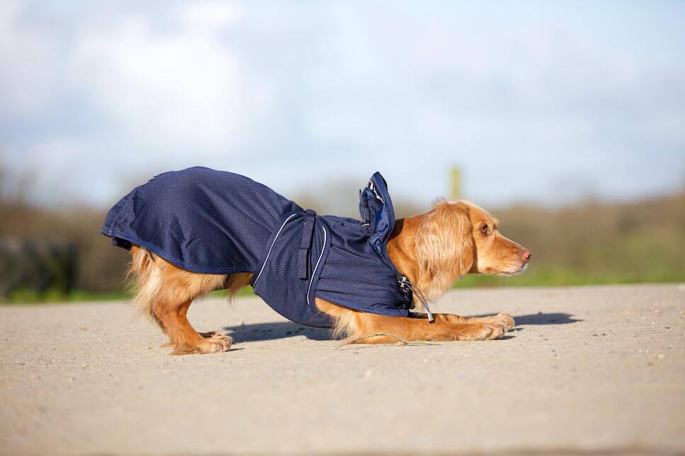 Back on Track Dog Mesh Blanket