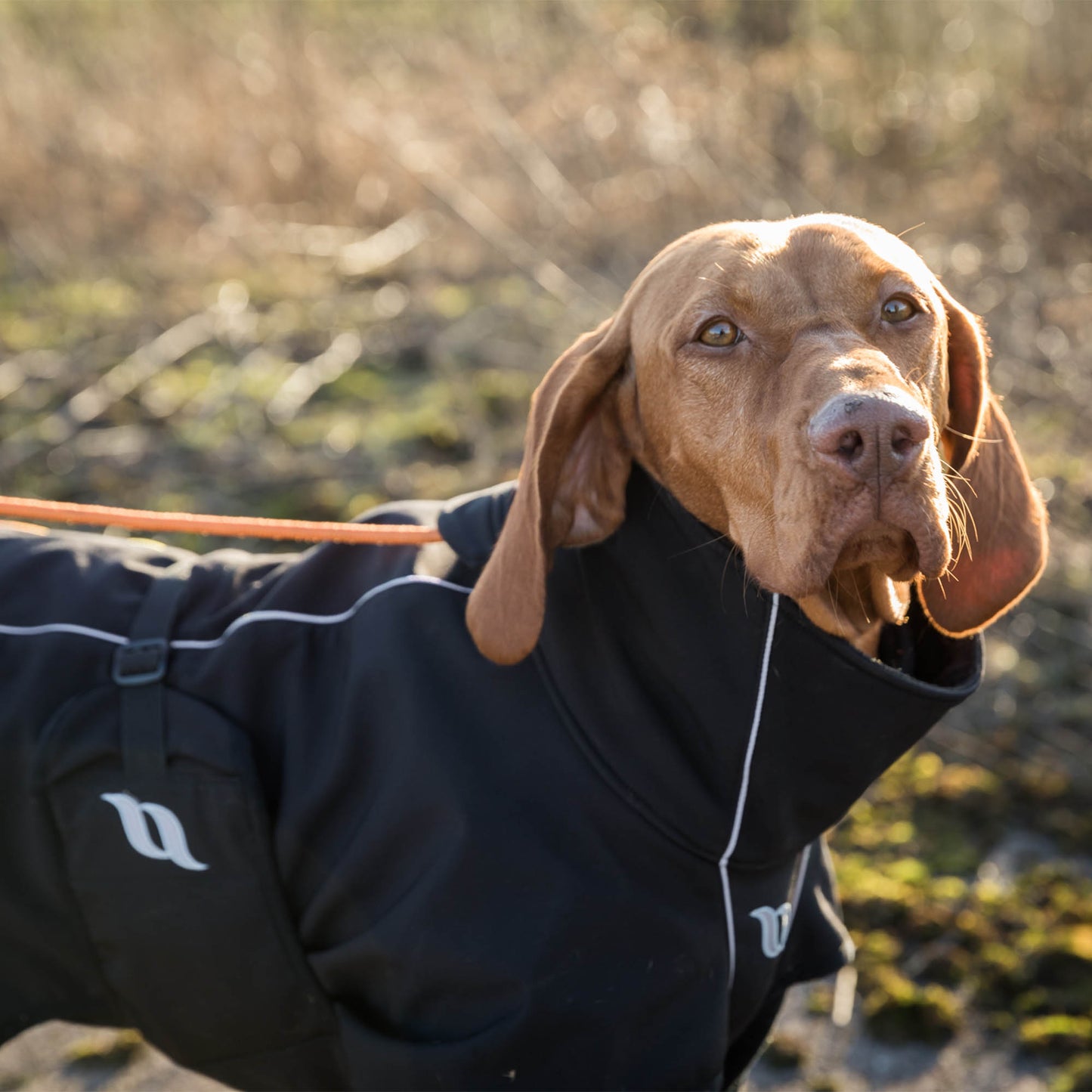 In the Back on Track all-round dog coat
