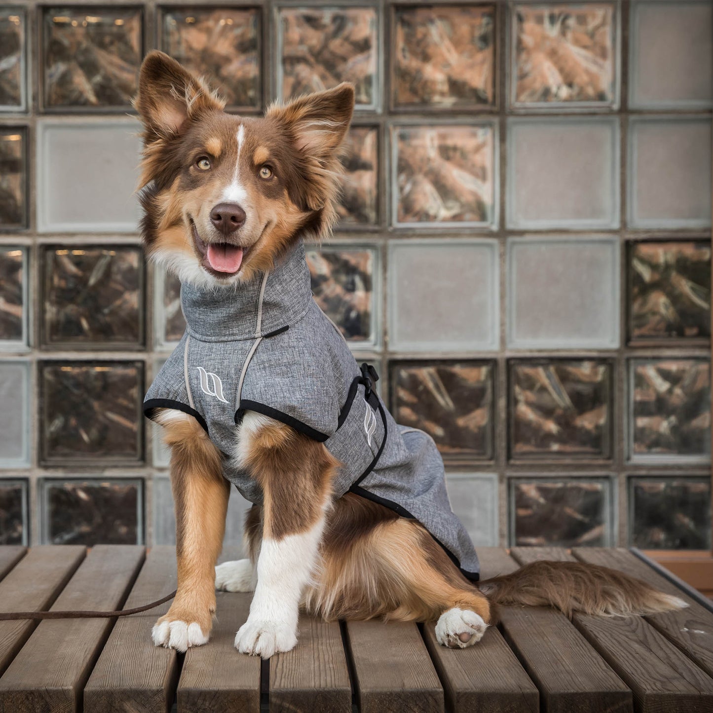 In the Back on Track all-round dog coat