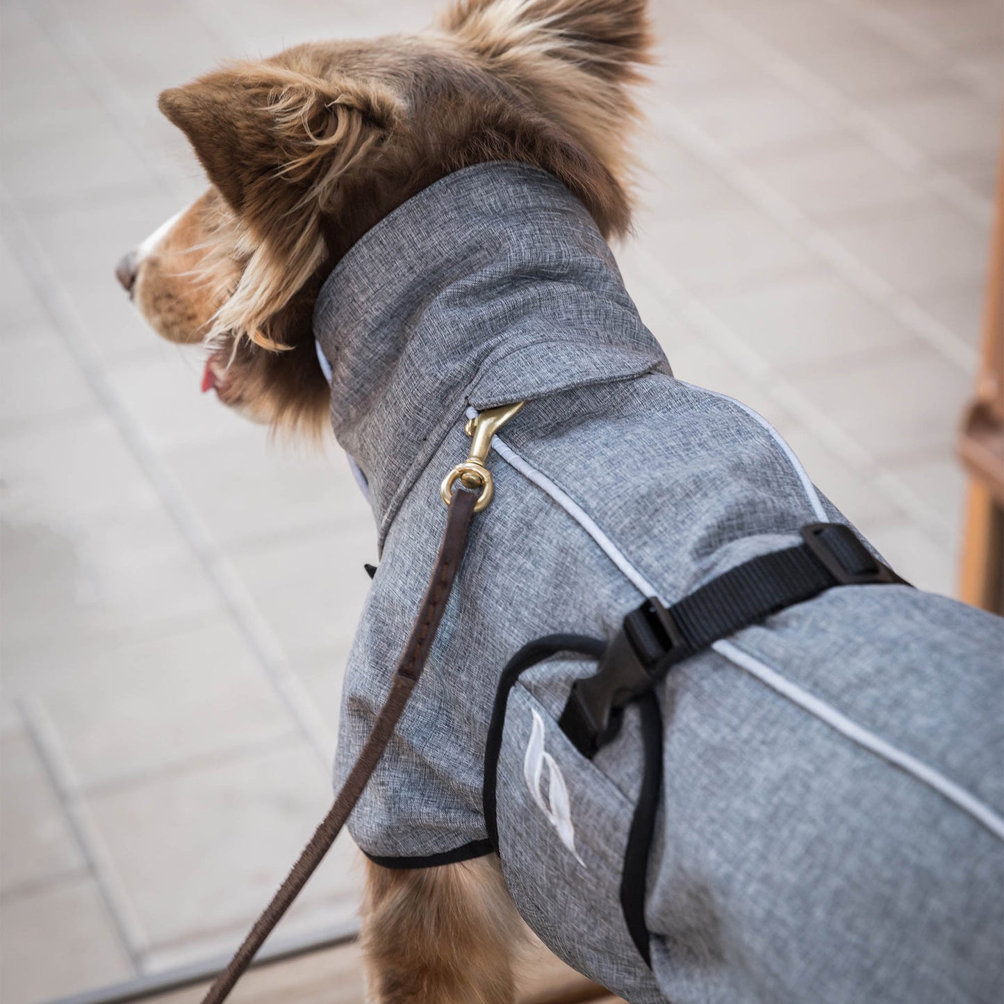 In the Back on Track all-round dog coat