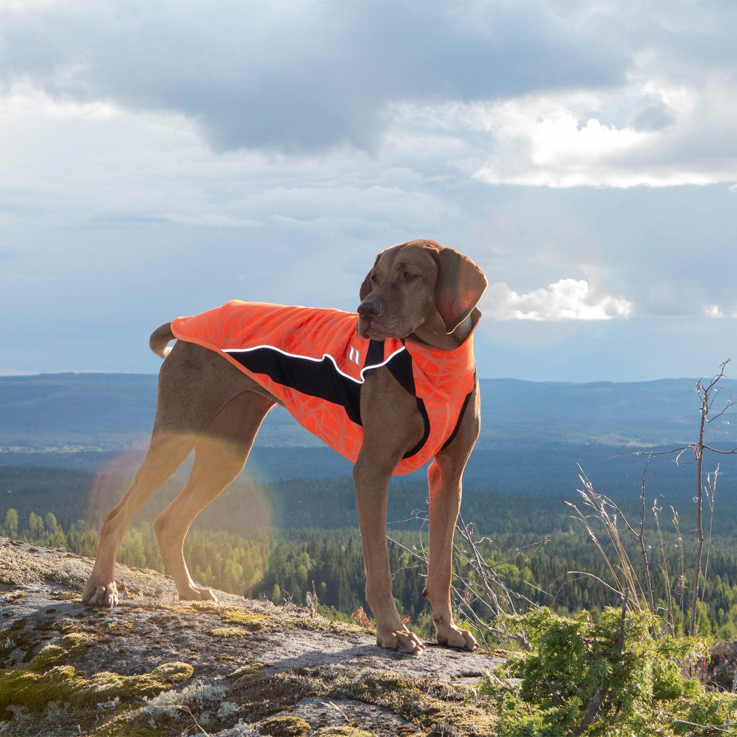 Eddie Back on Track Dog Sweater