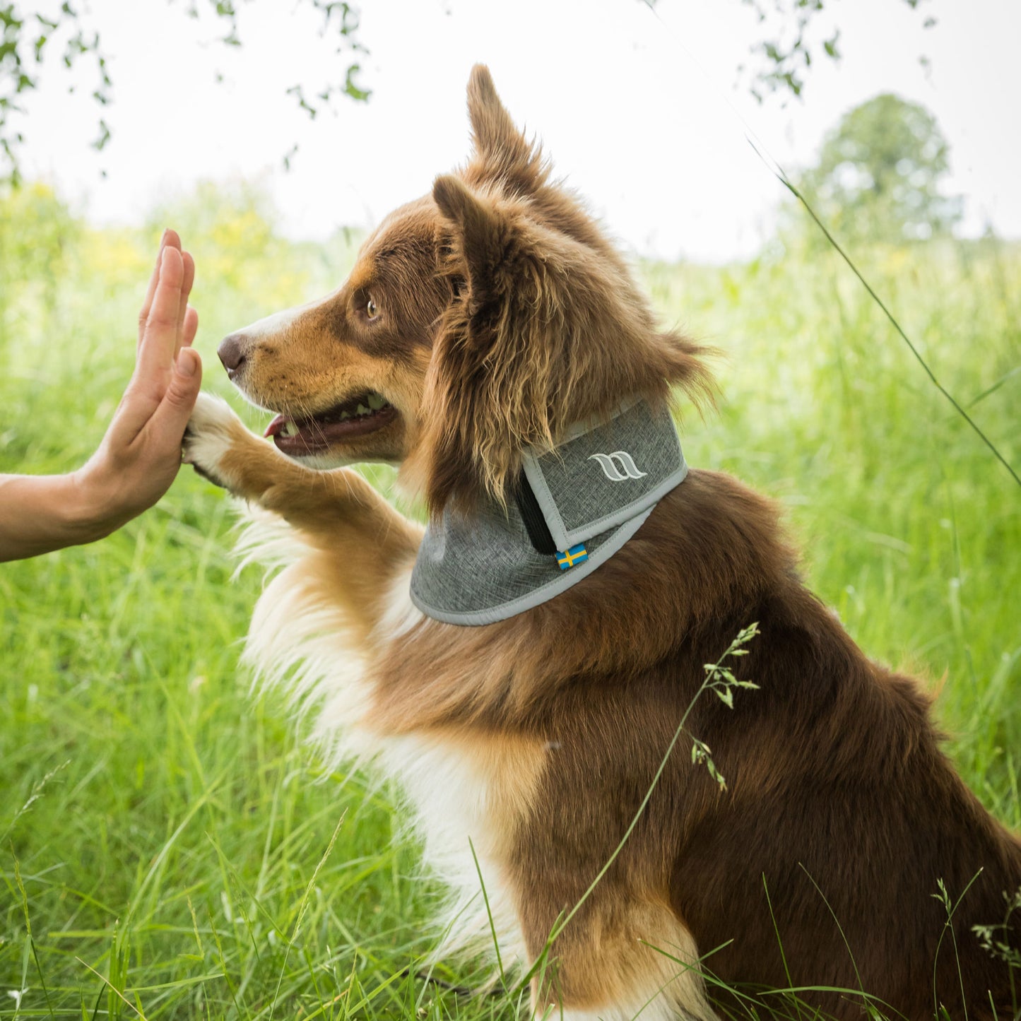 Draco high-visibility bandana Back on Track