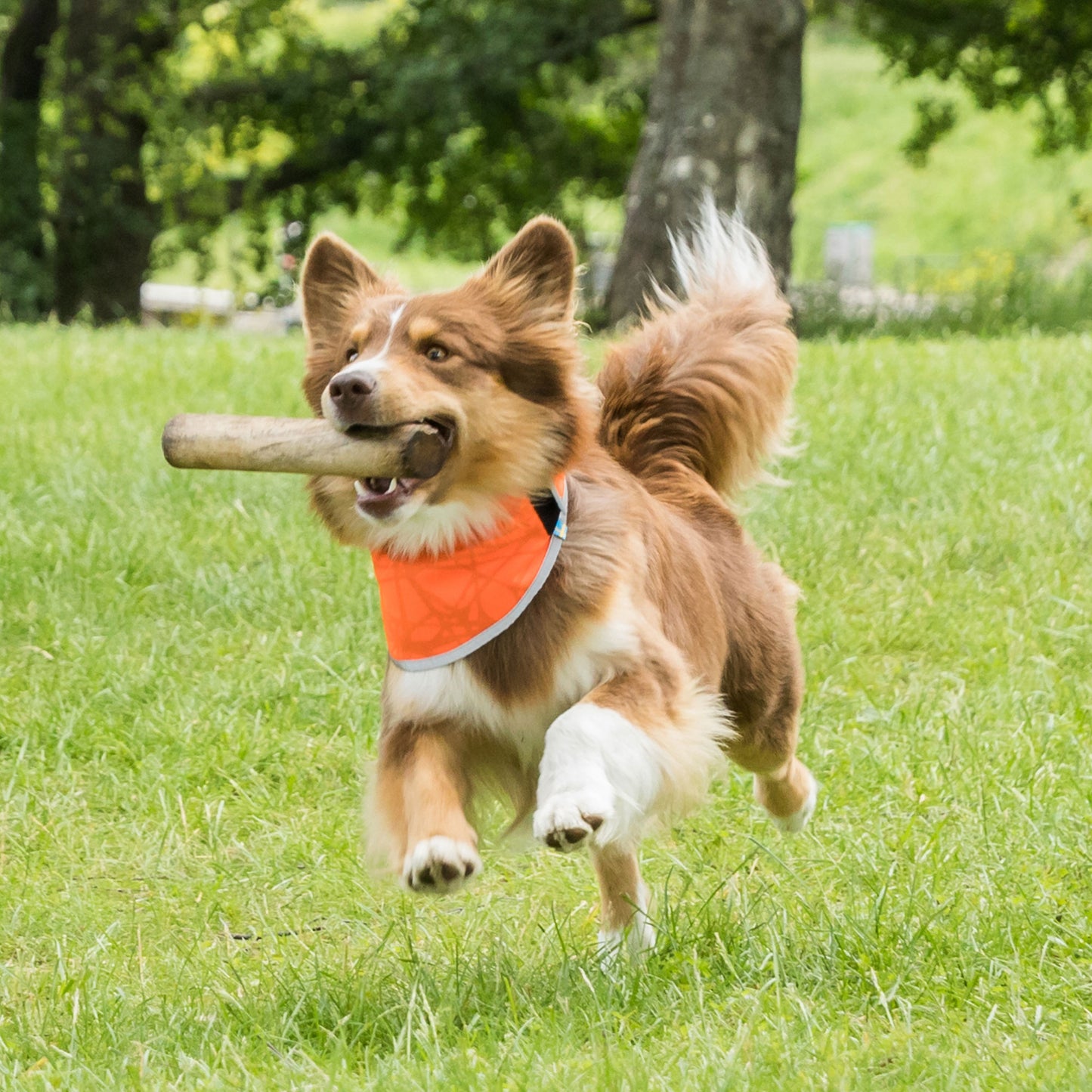 Draco high-visibility bandana Back on Track