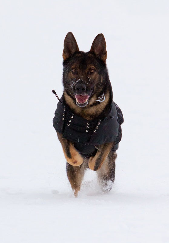 Back on Track Multiseason Coat with Pad