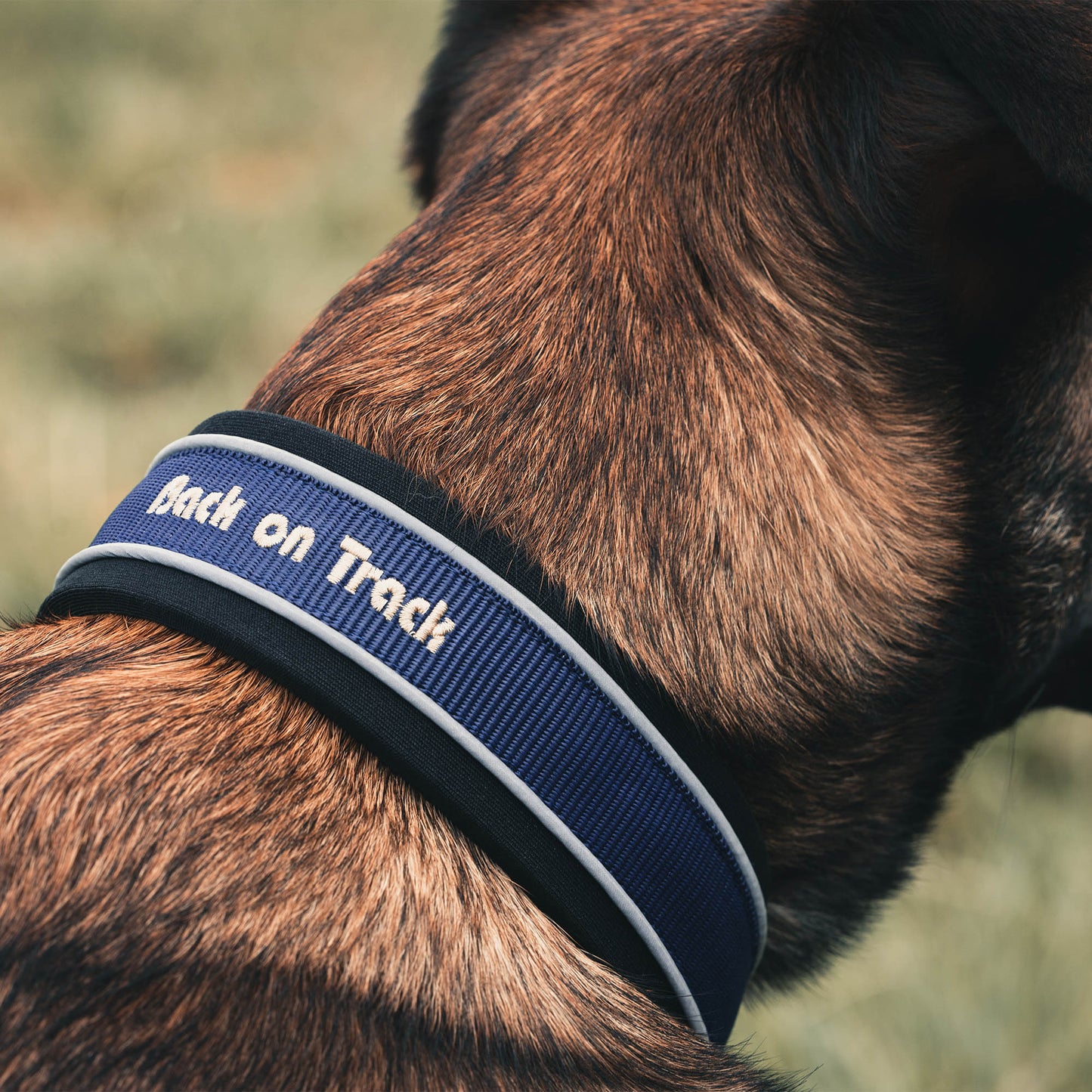 Charlie collar dog Back on Track