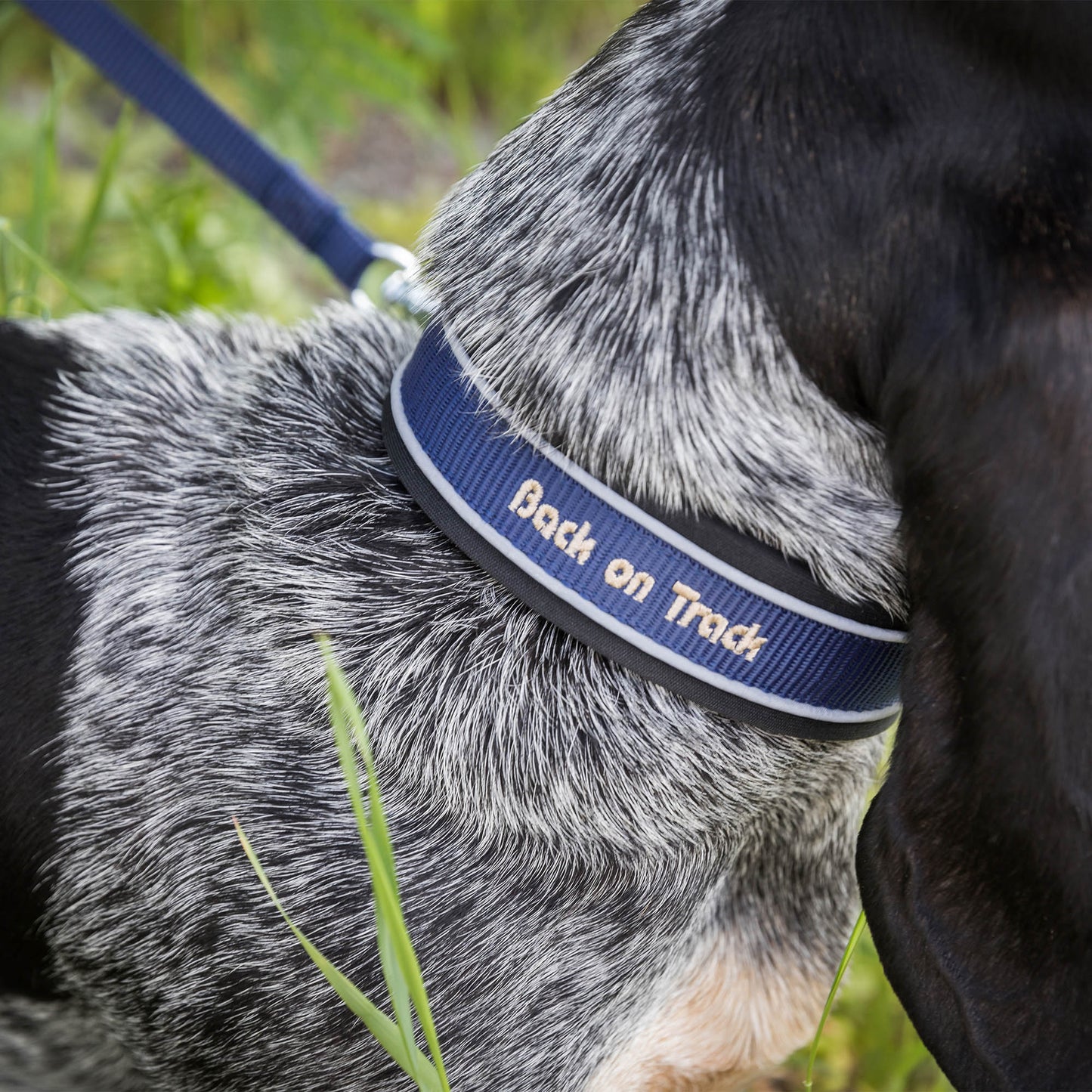 Charlie collar dog Back on Track