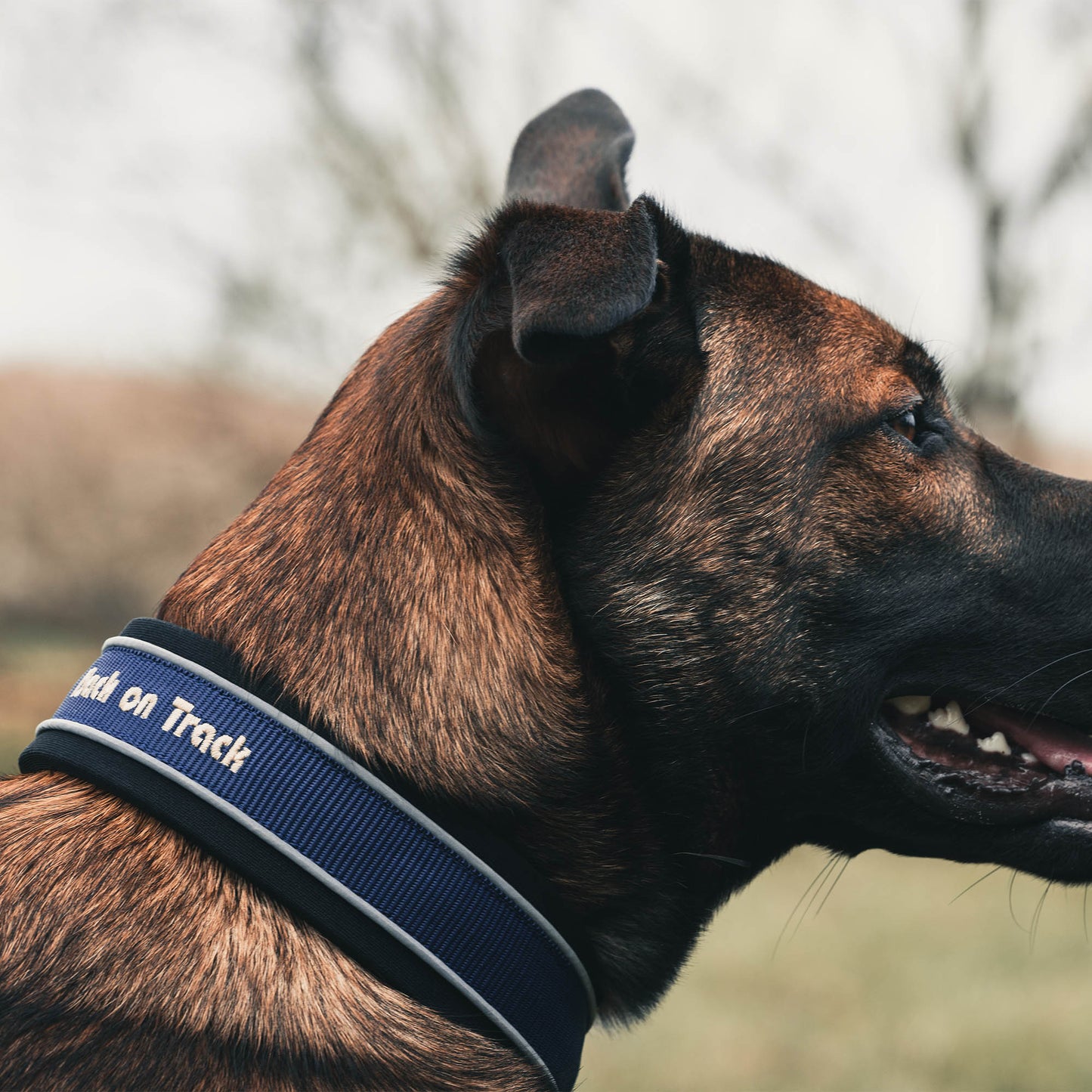 Charlie collar dog Back on Track