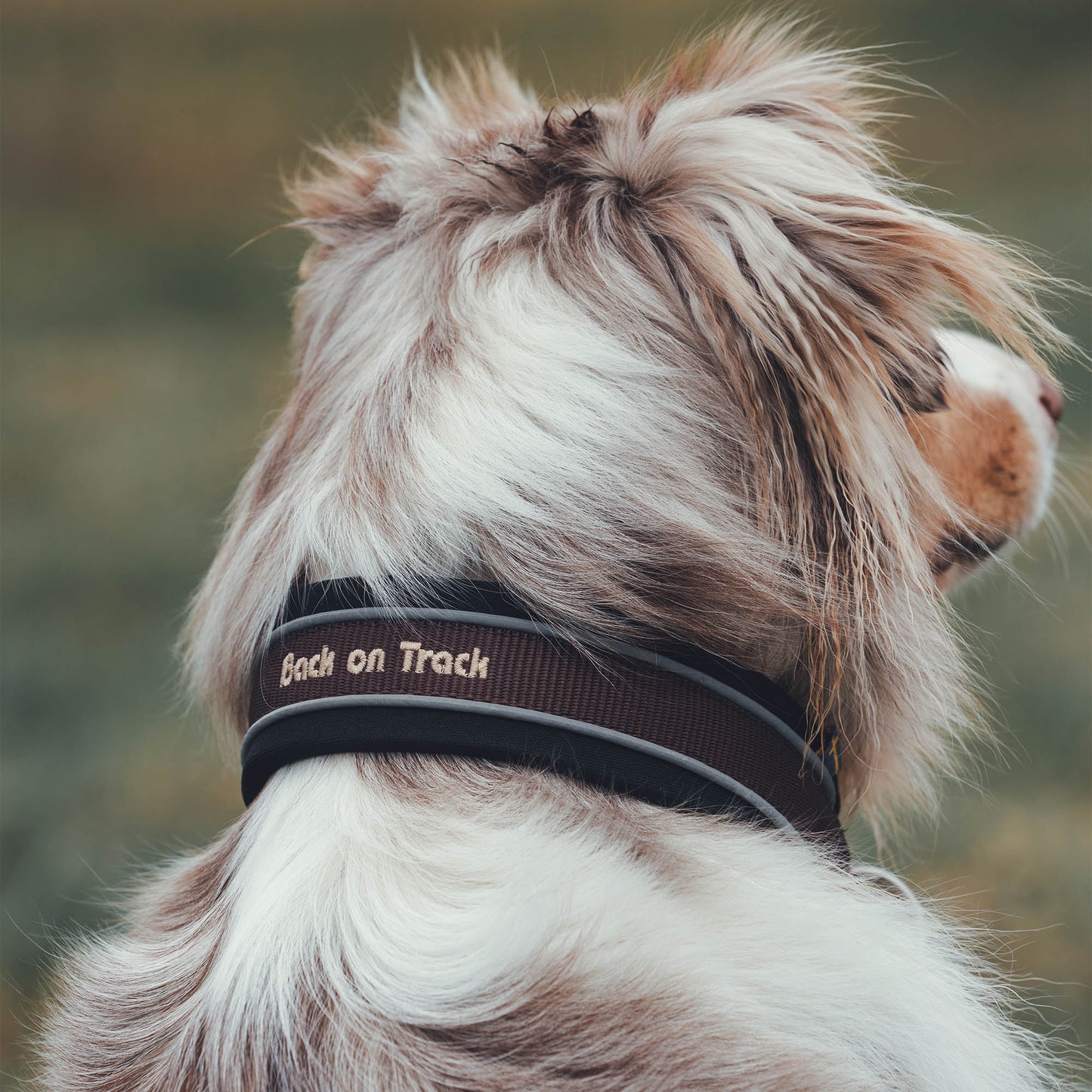 Charlie collar dog Back on Track