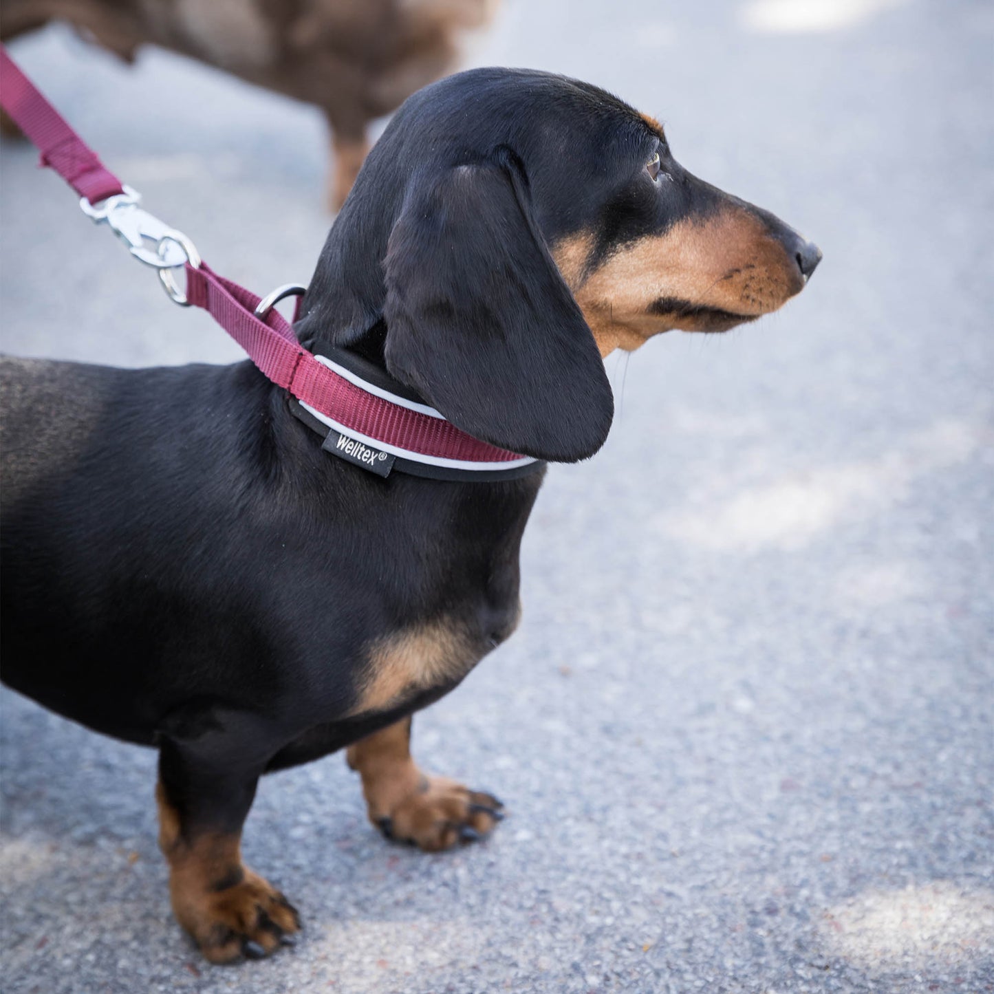 Charlie collar dog Back on Track