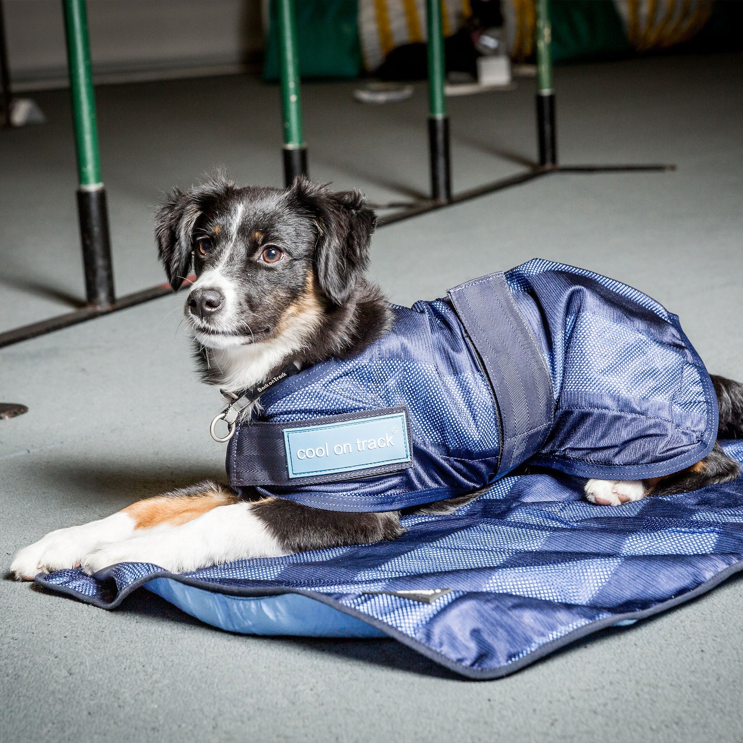 Cool on Track cooling dog blanket