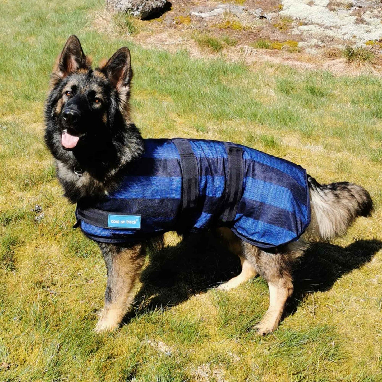 Cool on Track cooling dog blanket