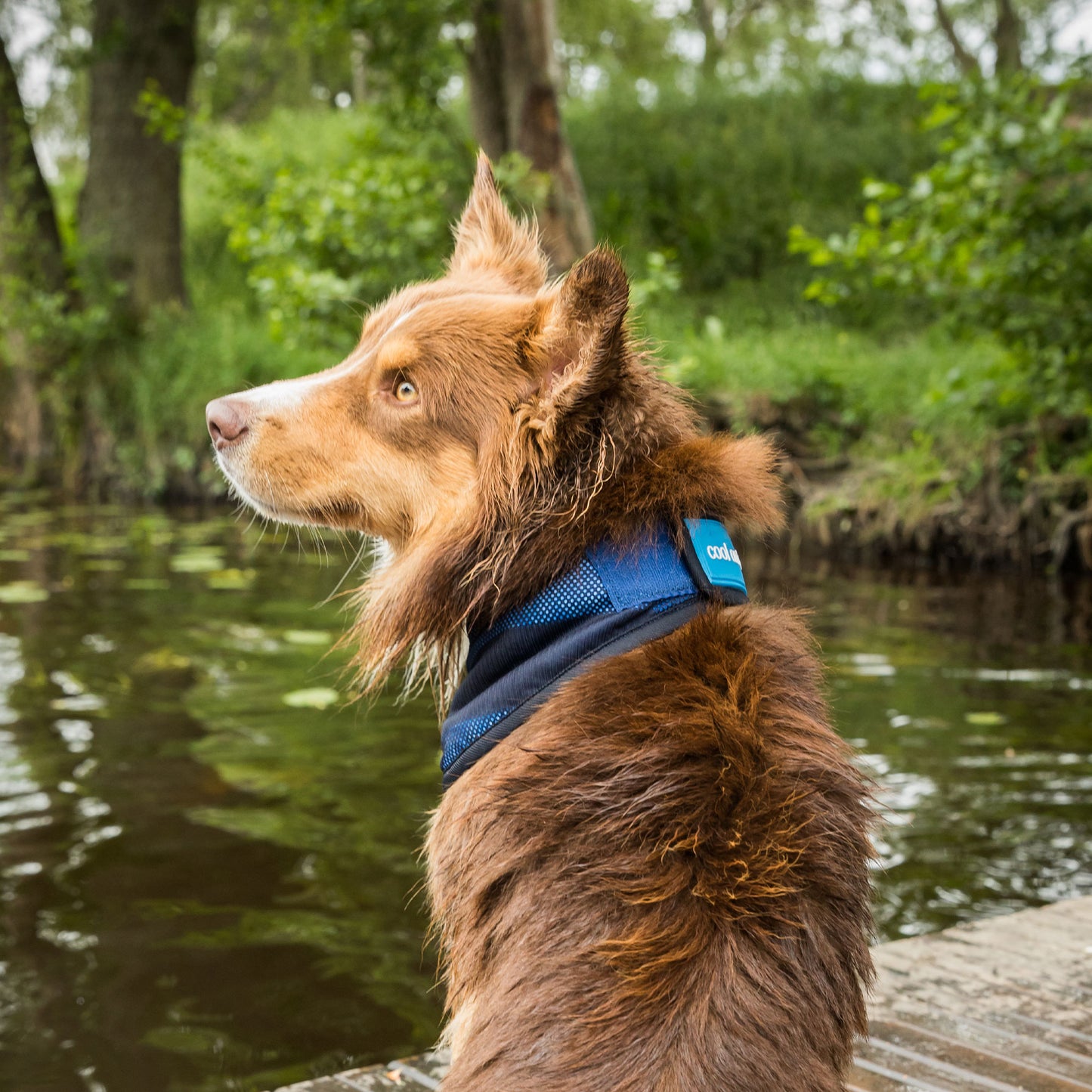 Cool on Track Dog Bandana