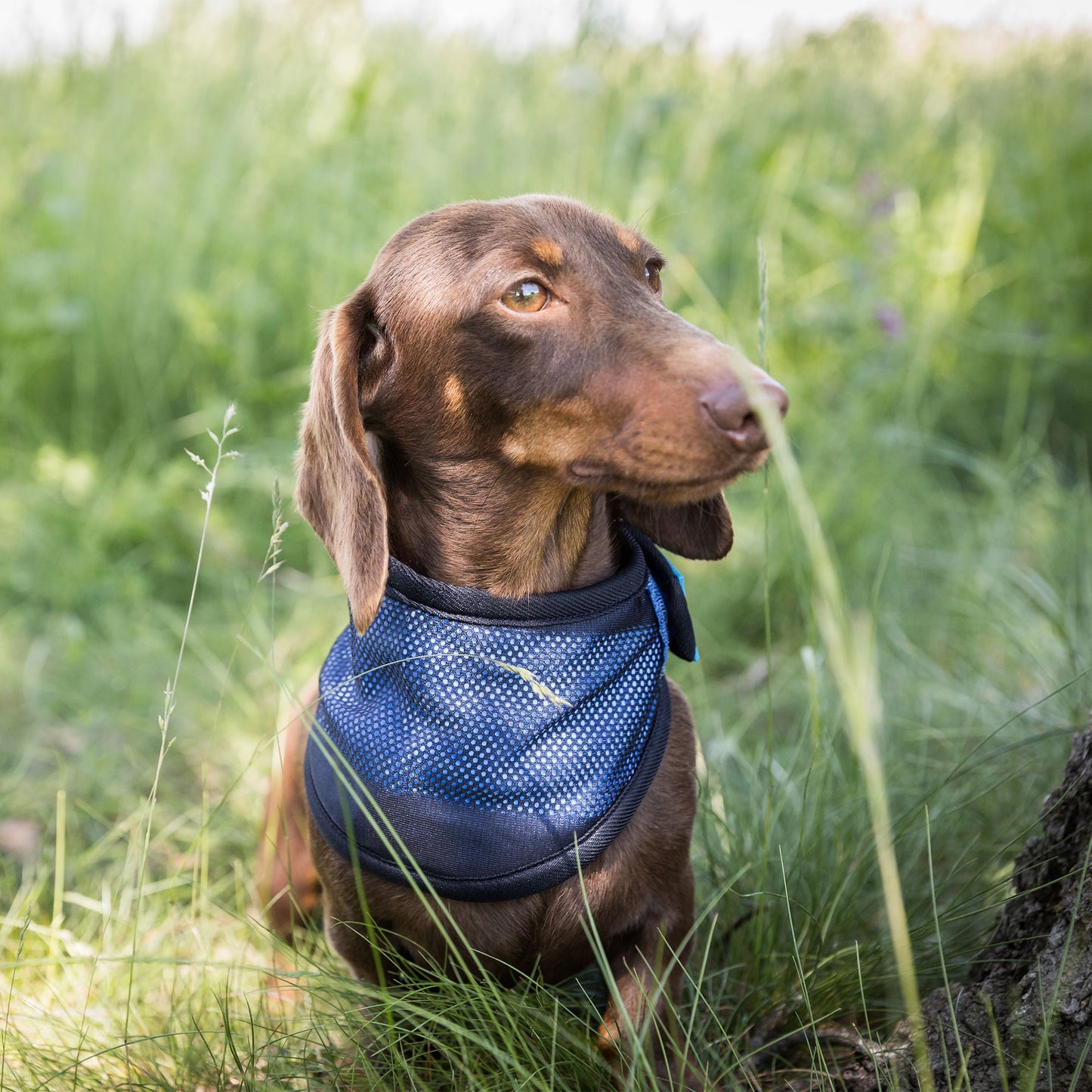 Cool on Track Dog Bandana