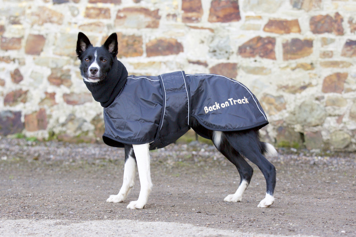 Back on Track Whippet Coat