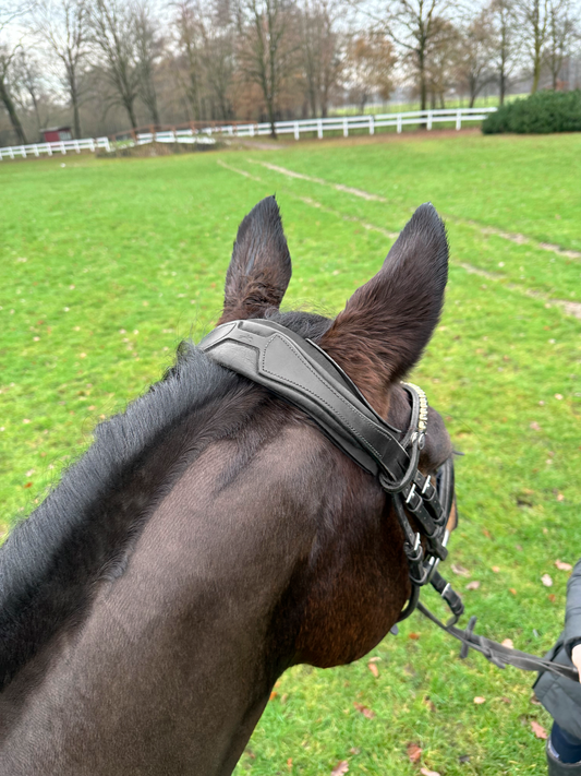 R3vobanD protector testera