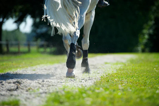La tecnología infrarroja en los protectores para caballos provoca sobrecalentamiento? La ciencia dice que no