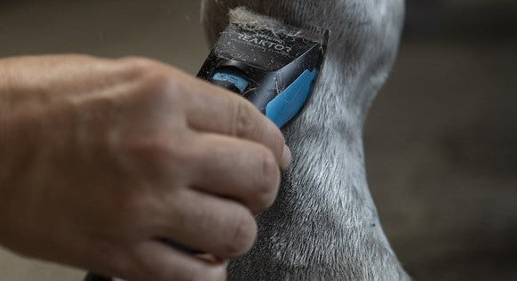 🐴 Esquilado de Caballos: Importancia, Higiene y Beneficios