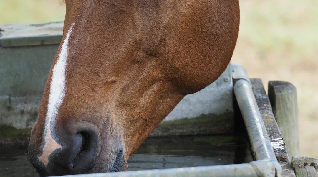 ⚡ Electrolitos para caballos: cuándo utilizarlos y por qué son esenciales