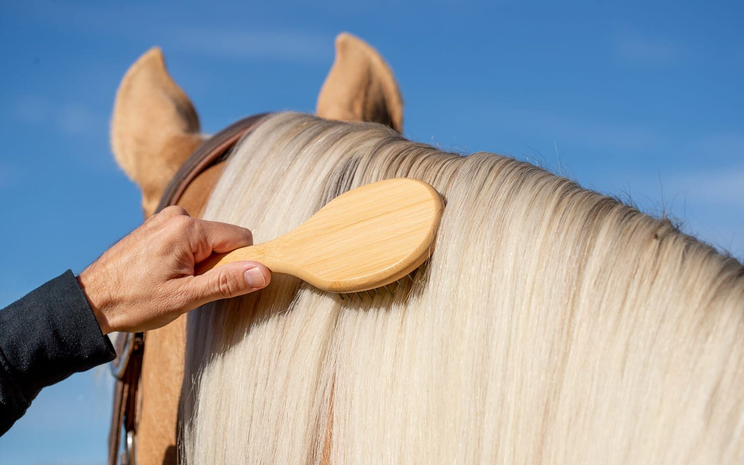 Artero Equine Complementos