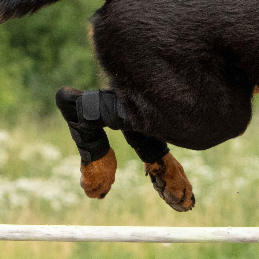 Back on Track® Protectores de tarso con Welltex® para perro