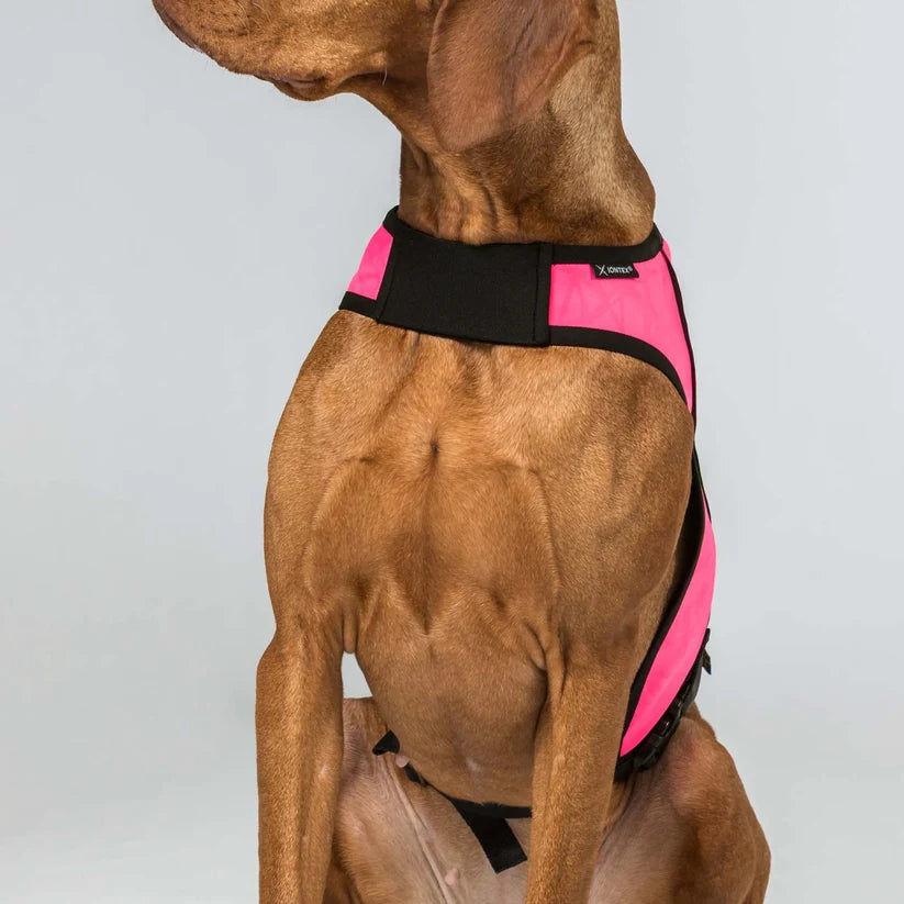 POINT Chaleco de Visibilidad Iontex® para Perros Back on Track