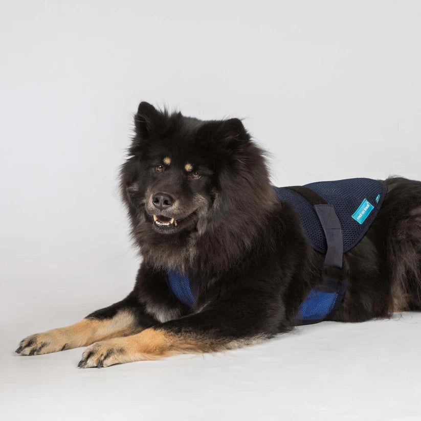Arnés Refrigerante Cool on Track® para Perros