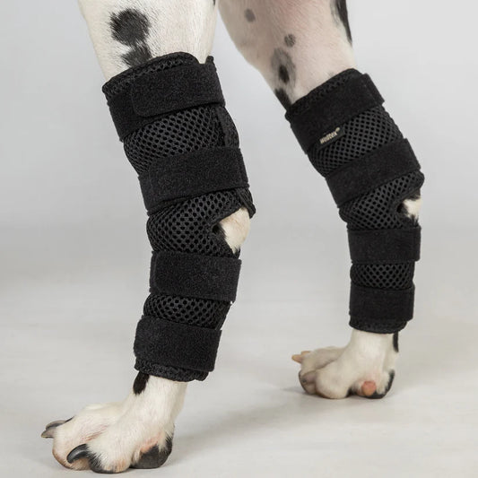 Back on Track Soporte de tarso Dixie para perro con Welltex®