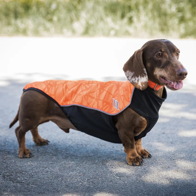 Eddie Jersey Reflectante Iontex® para Perros pequeños Back on Track
