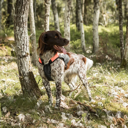 TRAKK Chaleco Protector Iontex® y Kevlar para Perros Back on Track