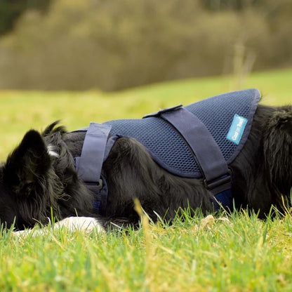 Arnés Refrigerante Cool on Track® para Perros
