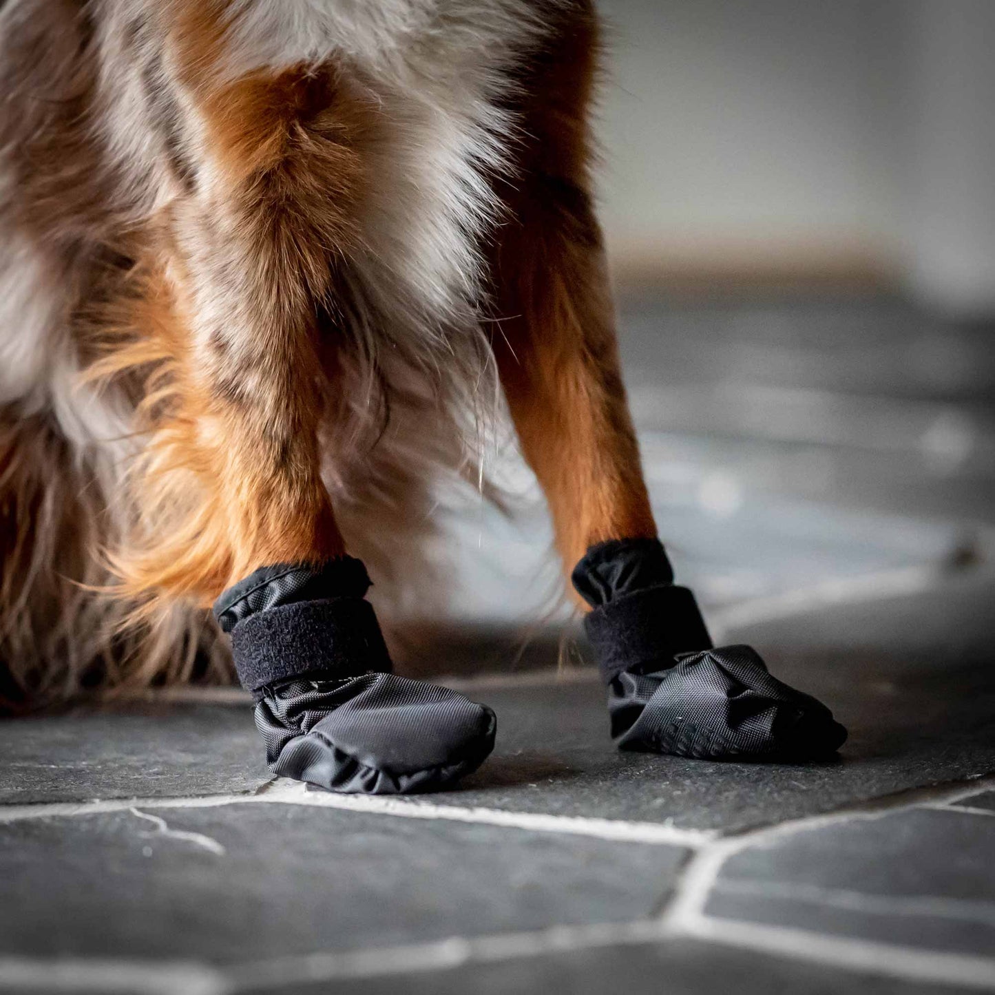Botines para perro corto "Koda" Back on Track®